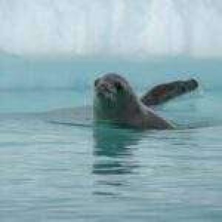 9b6ffec29abed8437d3ebc2ad1ab13ea_antarticafocadt-1-150x150