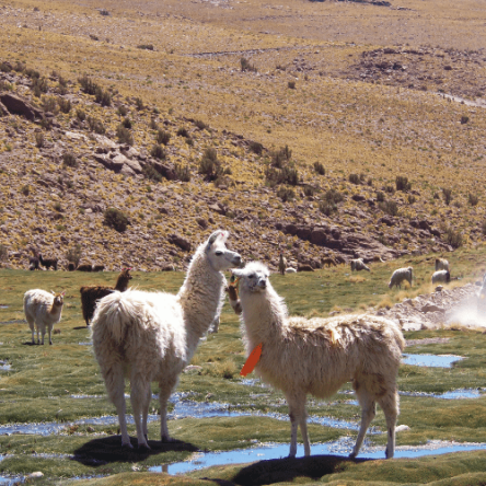 Bolivia, Cile, Argentina – Traversata delle Ande