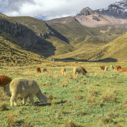 Ecuador – Trekking e Salita all’Illiniza, Cotopaxi e Chimborazo (5)