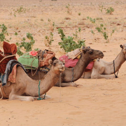 Mauritania – Viaggio dal Deserto del Sahara all’Oceano (2)