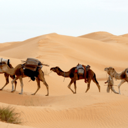 Mauritania – Viaggio dal Deserto del Sahara all’Oceano