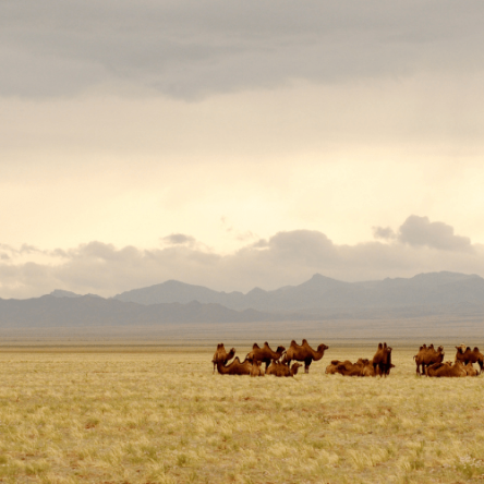 Mongolia – Viaggio nella terra di Gengis Khan (4)