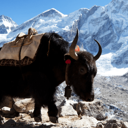 Nepal - Trekking ai Tre Colli
