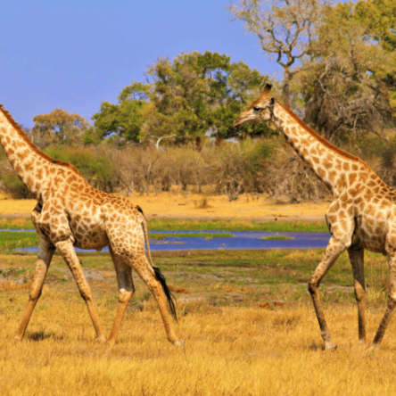 Sudafrica – Fly & Drive (5)