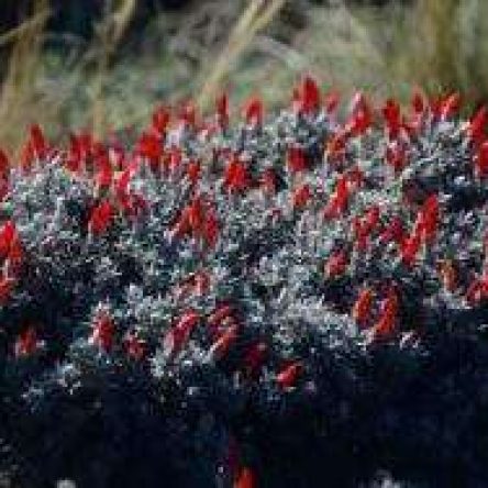 e5d87f21855b3f45a6f325e11ac8d771_16calafate-1-300x188