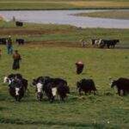 pastori_nomadi_con_la_loro_mandria_di_yak-1-150x150